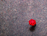 urban ladybug Poster och Canvastavla