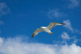flying seagull Poster och Canvastavla