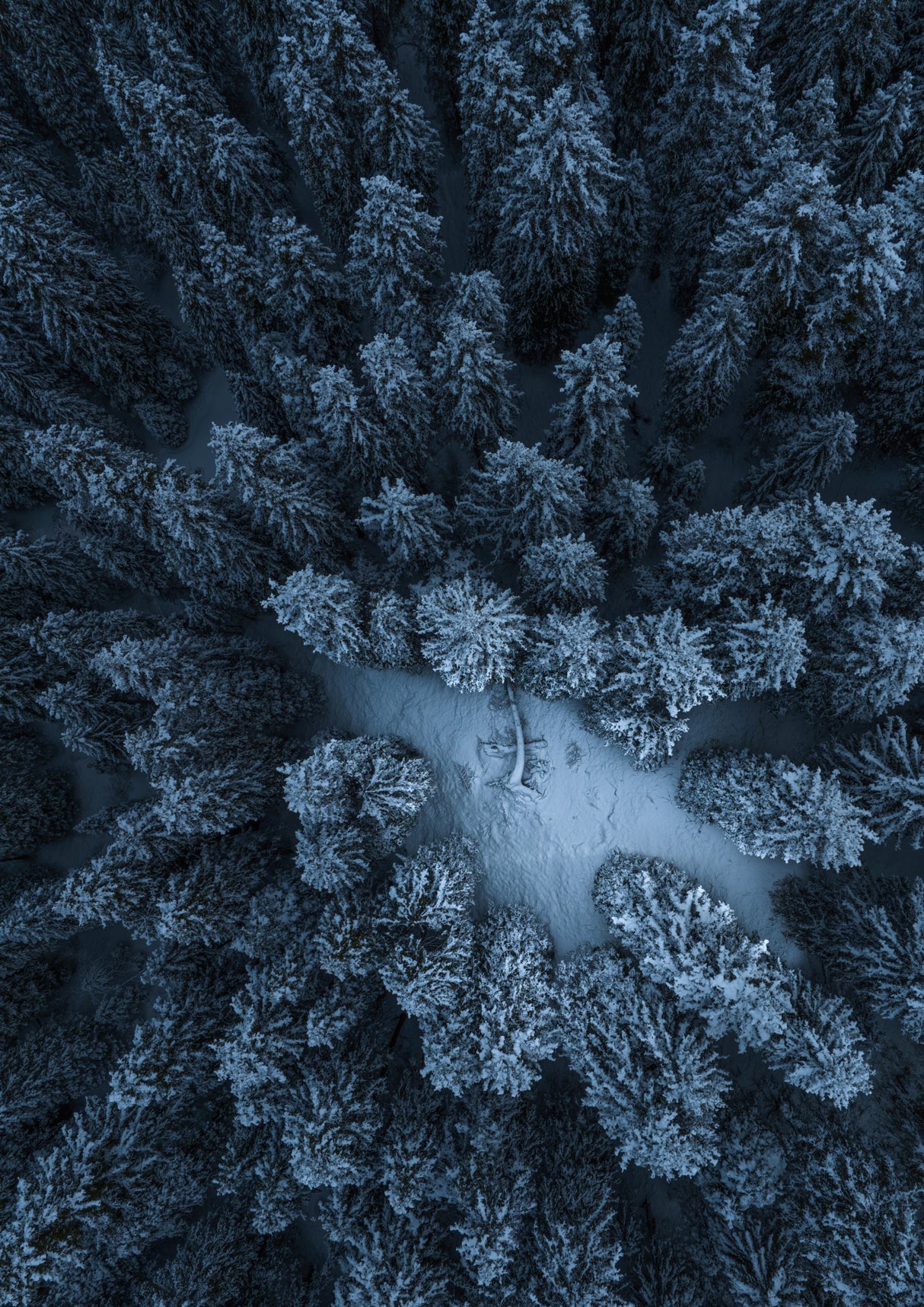 Texture of the forest Poster och Canvastavla