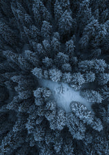 Texture of the forest Poster och Canvastavla