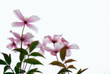 Clematis Blooms - High Key Poster och Canvastavla