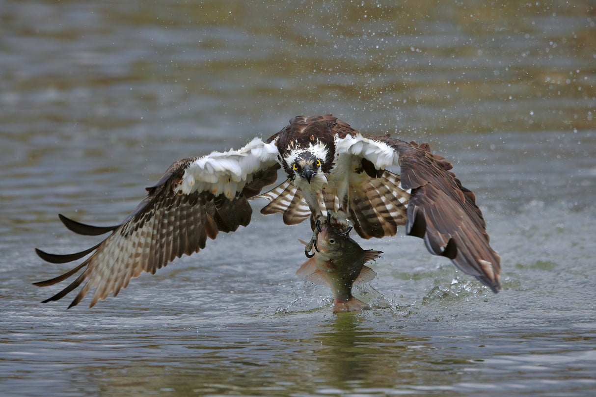 Osprey Poster och Canvastavla