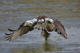 Osprey Poster och Canvastavla
