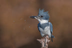 Belted Kingfisher Poster och Canvastavla