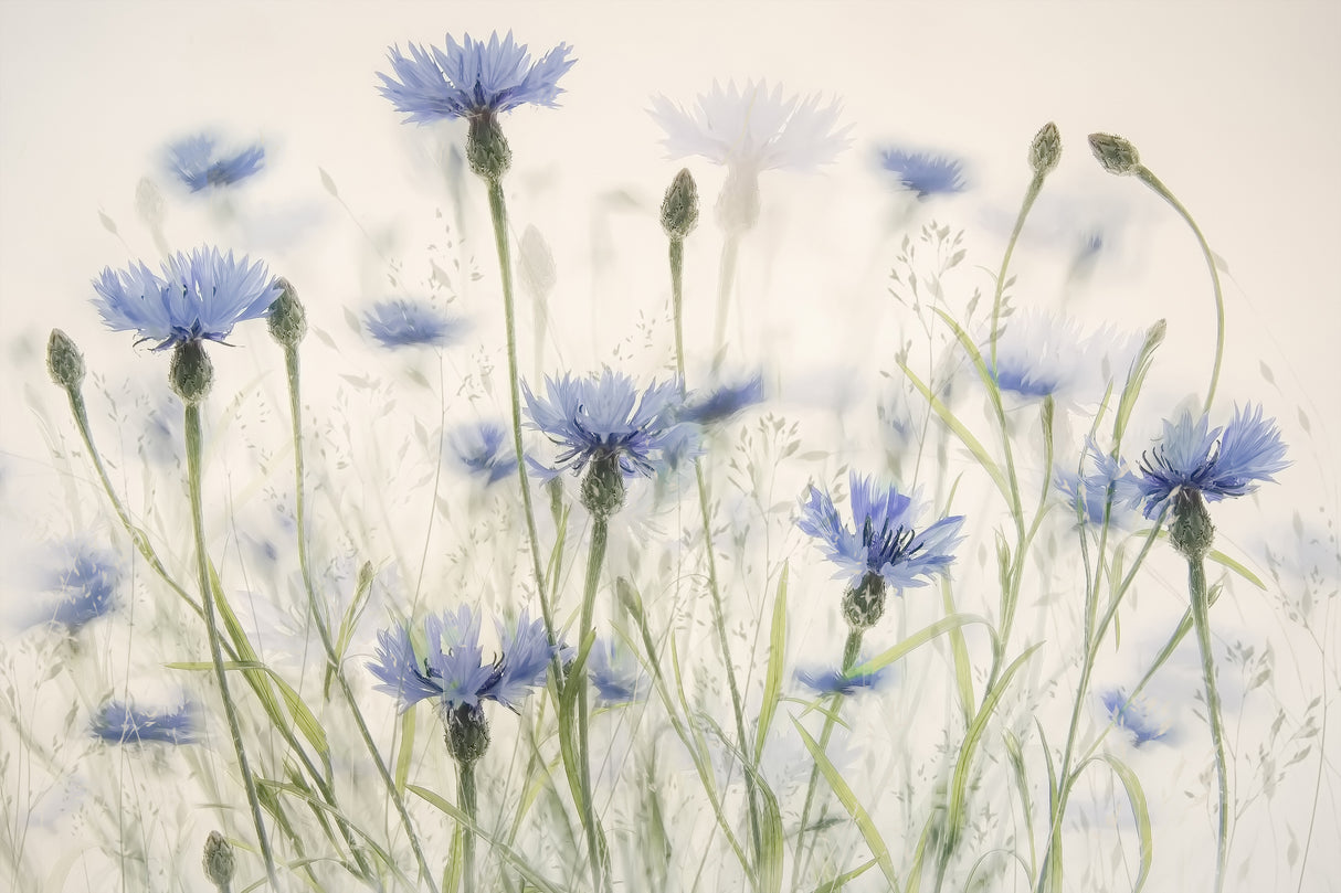Cornflowers Poster och Canvastavla