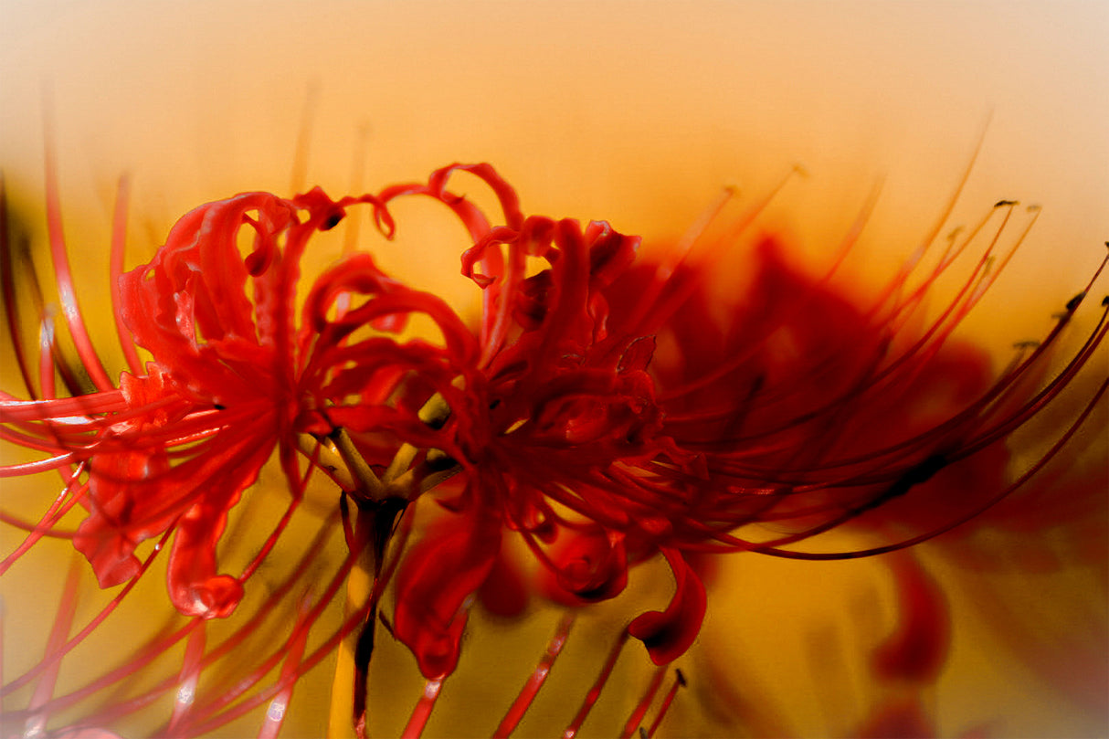 Lycoris Poster och Canvastavla