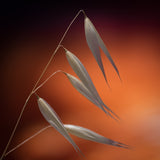 weeds in sunset Poster och Canvastavla
