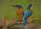 Kingfisher (Alcedo atthis) Poster och Canvastavla