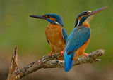 Kingfisher (Alcedo atthis) Poster och Canvastavla