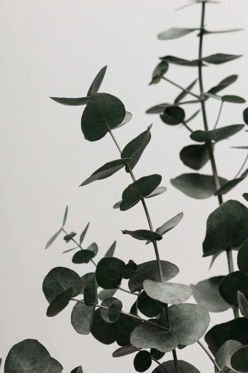 Eucalyptus Natural 08 Poster och Canvastavla