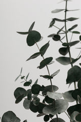 Eucalyptus Natural 08 Poster och Canvastavla