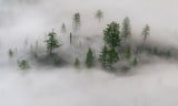 Mystical tree island Poster och Canvastavla