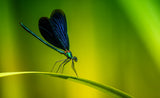 Beautiful demoiselle Poster och Canvastavla
