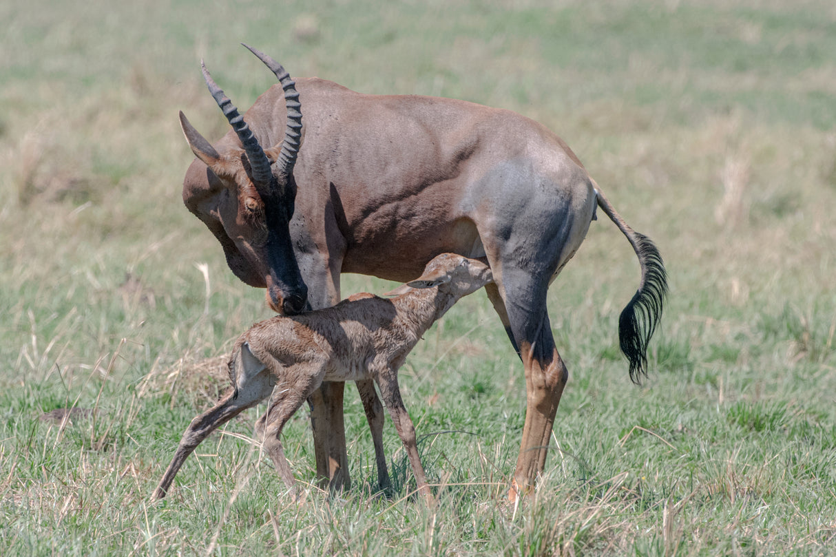 New life in Massai Mara Poster och Canvastavla