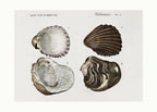 Sealife III Poster och Canvastavla