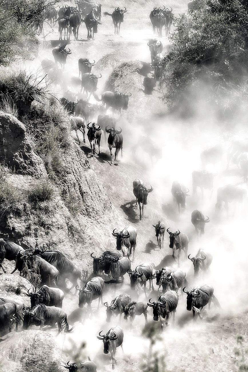 Great Migration Poster och Canvastavla