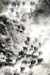 Great Migration Poster och Canvastavla