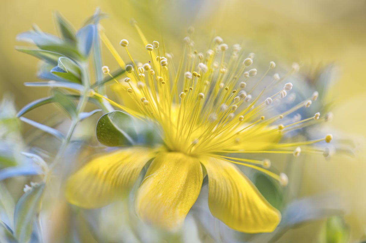 Hypericum Poster och Canvastavla