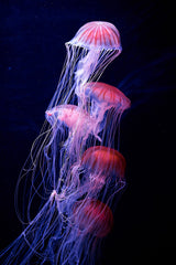 Entangled Poster och Canvastavla