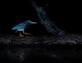 Green heron Poster och Canvastavla