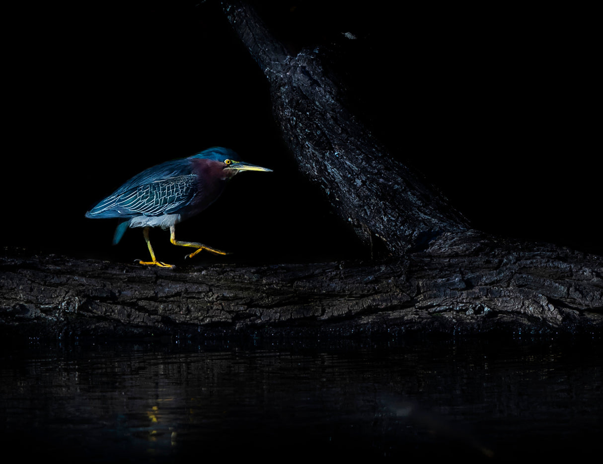 Green heron Poster och Canvastavla
