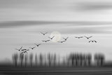 Flying free! Poster och Canvastavla