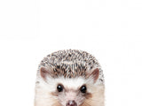 Peeking Hedgehog Poster och Canvastavla