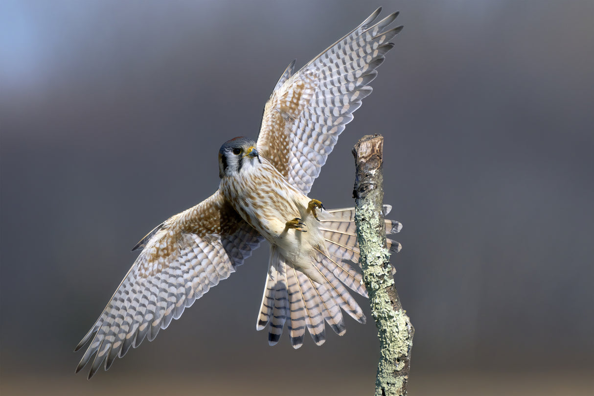 American Kestrel Landing Poster och Canvastavla