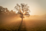 Lonely tree Poster och Canvastavla