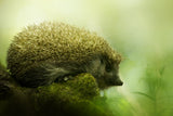 Hedgehog Poster och Canvastavla