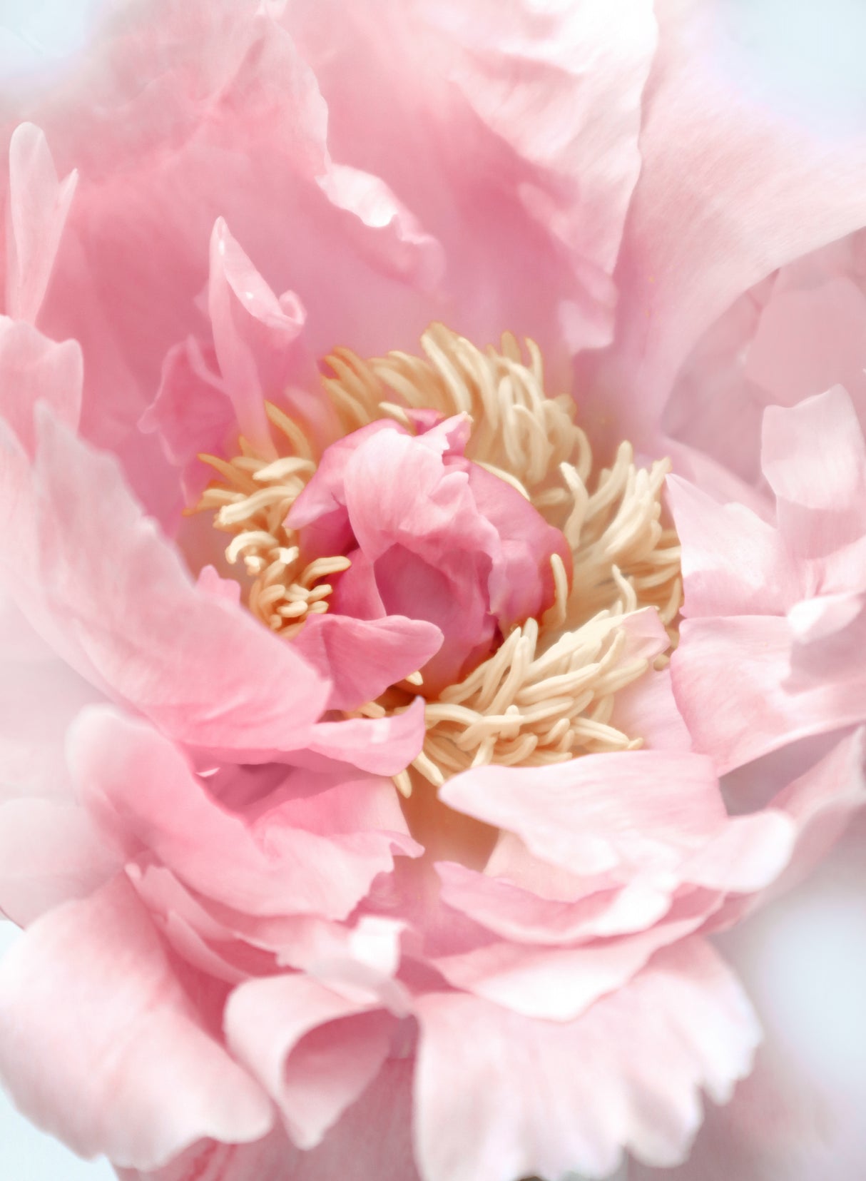 Blush peony I Poster och Canvastavla