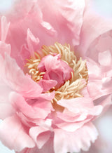 Blush peony I Poster och Canvastavla