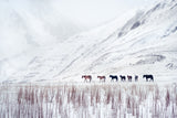 On a Cold Winter's Day Poster och Canvastavla
