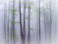 Misty Poster och Canvastavla