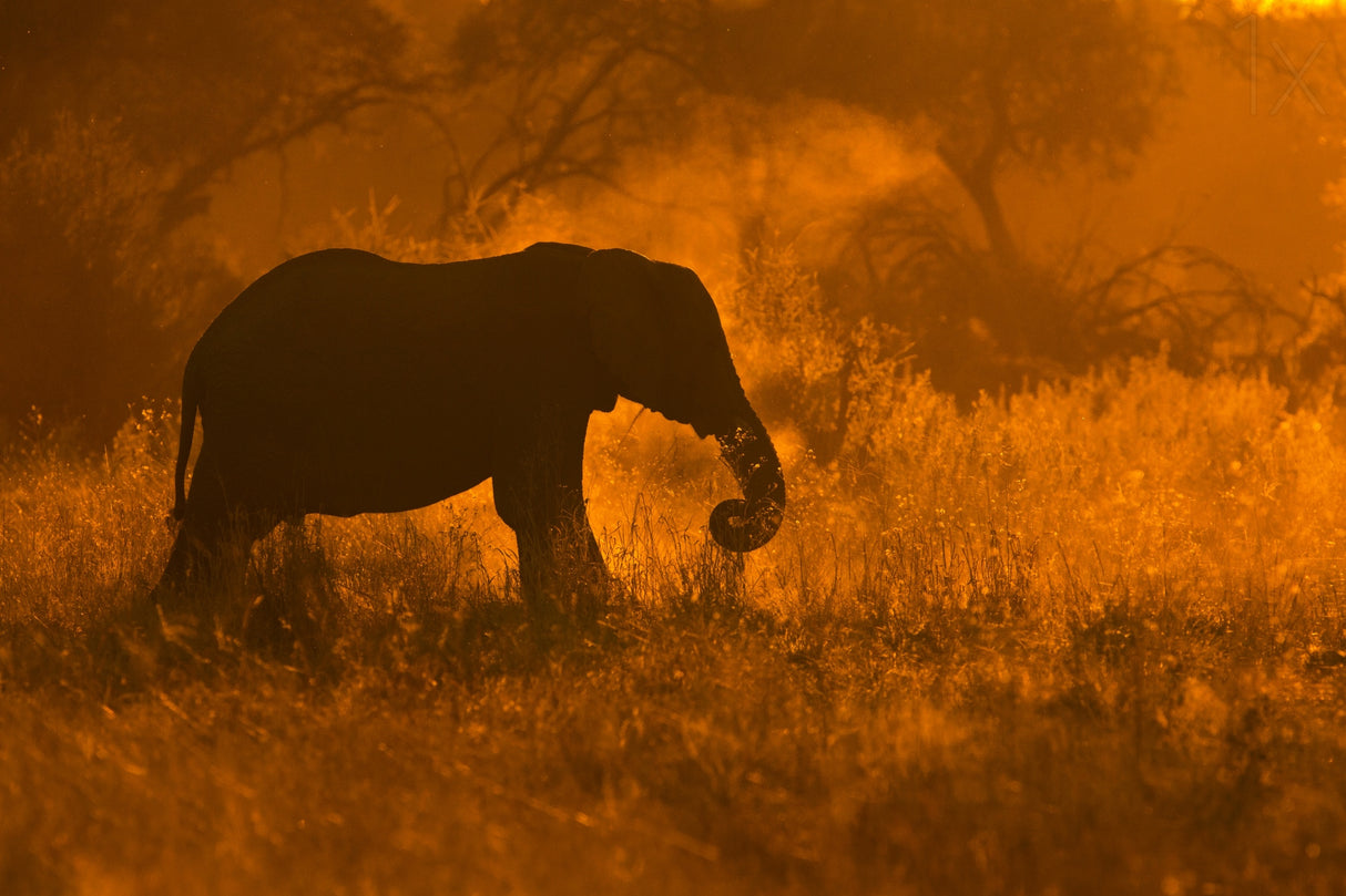 Golden Elephant in Savute Poster och Canvastavla