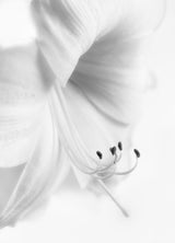 White on White Poster och Canvastavla