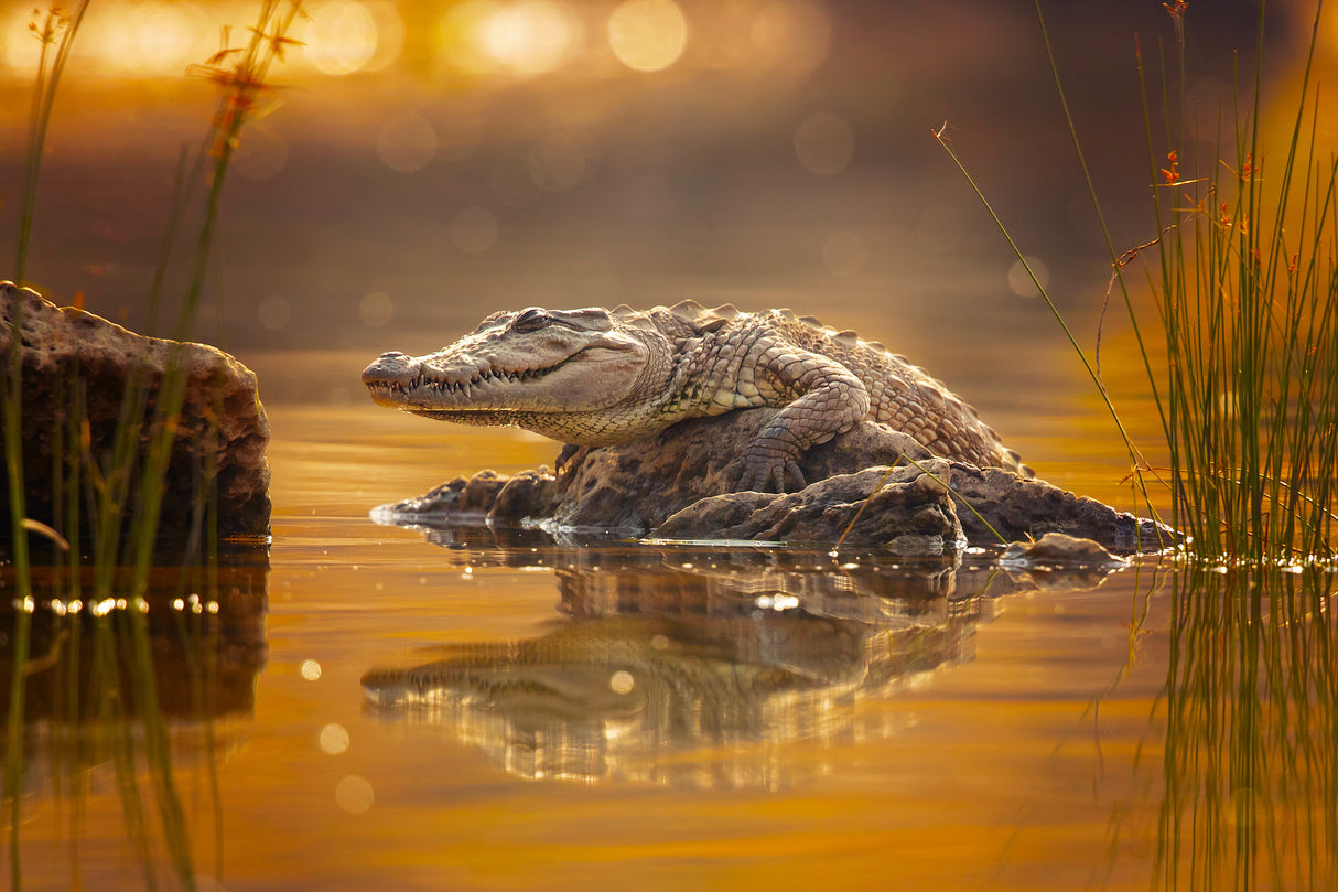 Mugger crocodile Poster och Canvastavla