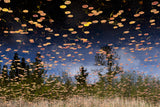 Phantom Lake Poster och Canvastavla