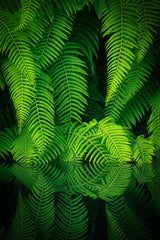 Beauty In Nature Poster och Canvastavla
