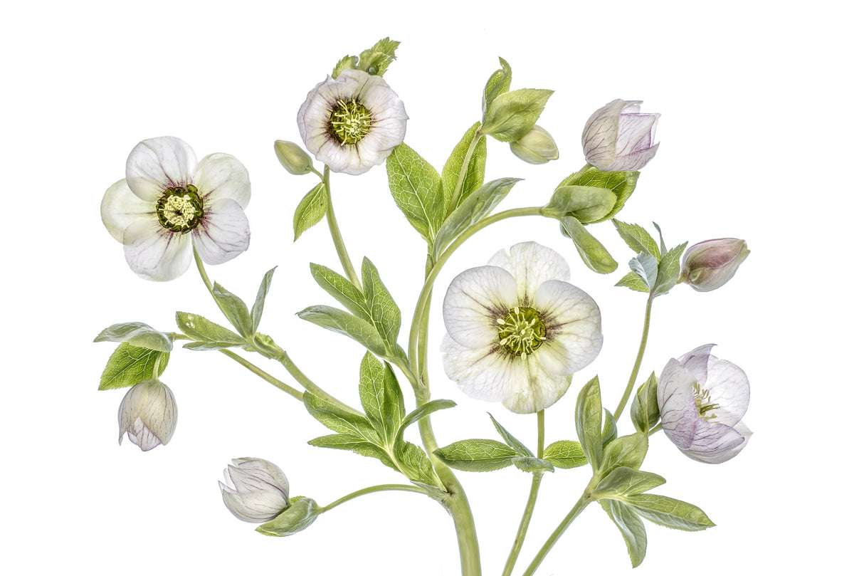Hellebore Poster och Canvastavla