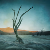 Deadvlei Poster och Canvastavla