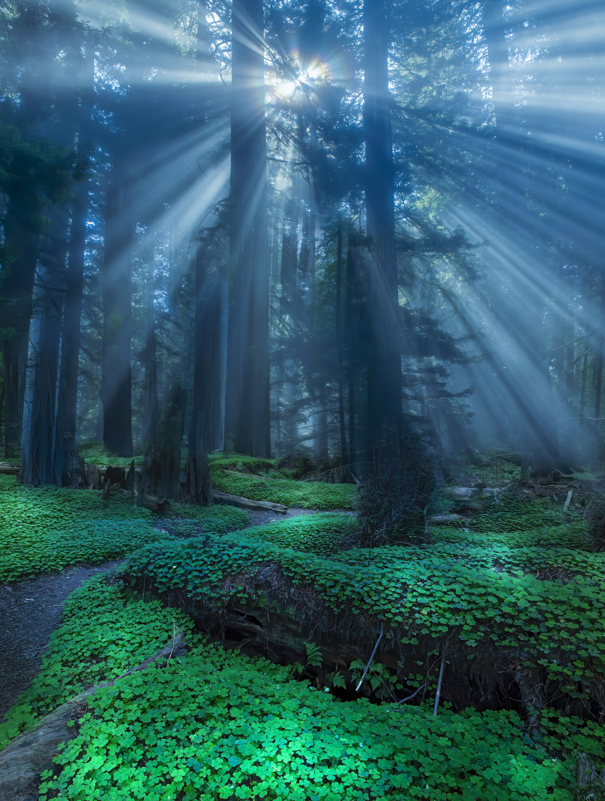Redwood sorrel. Poster och Canvastavla