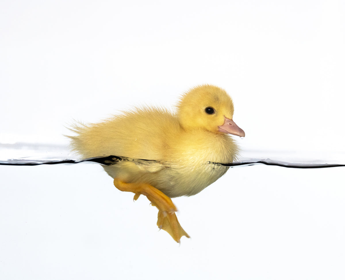 Patito amarillo Poster och Canvastavla