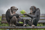 MonkeySalad Poster och Canvastavla