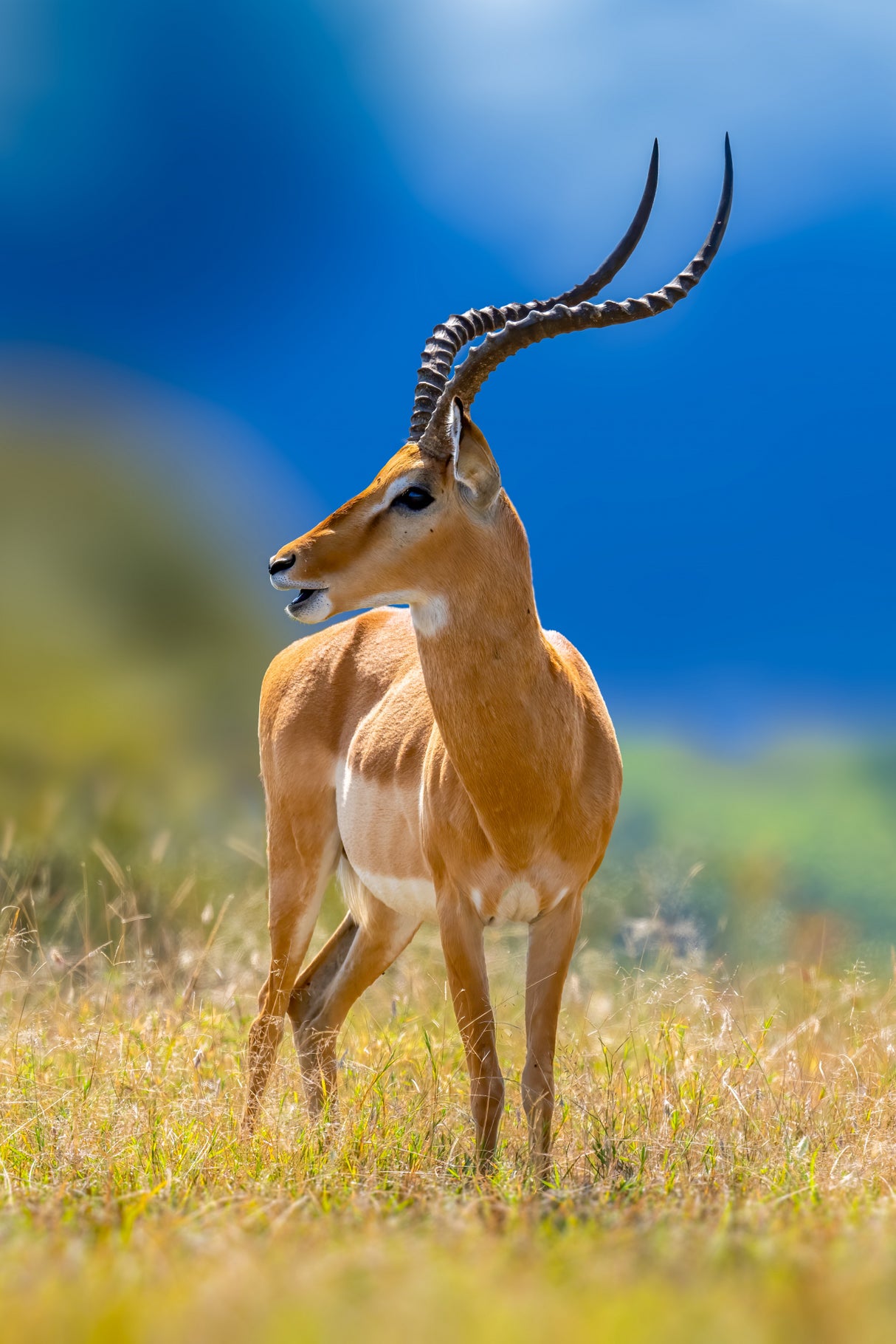 impala Poster och Canvastavla
