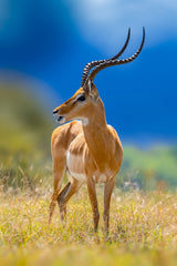 impala Poster och Canvastavla