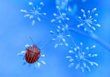 Red blue... Poster och Canvastavla