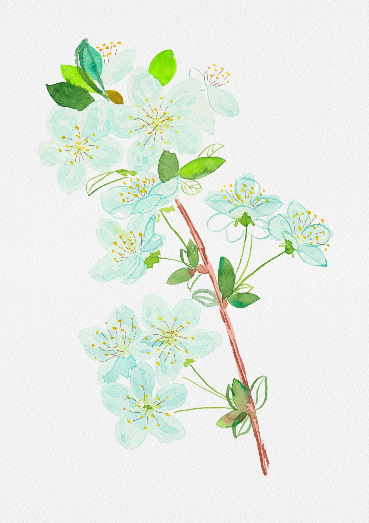 Wild cherry or Prunus avium botanical painting Poster och Canvastavla
