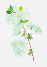 Wild cherry or Prunus avium botanical painting Poster och Canvastavla