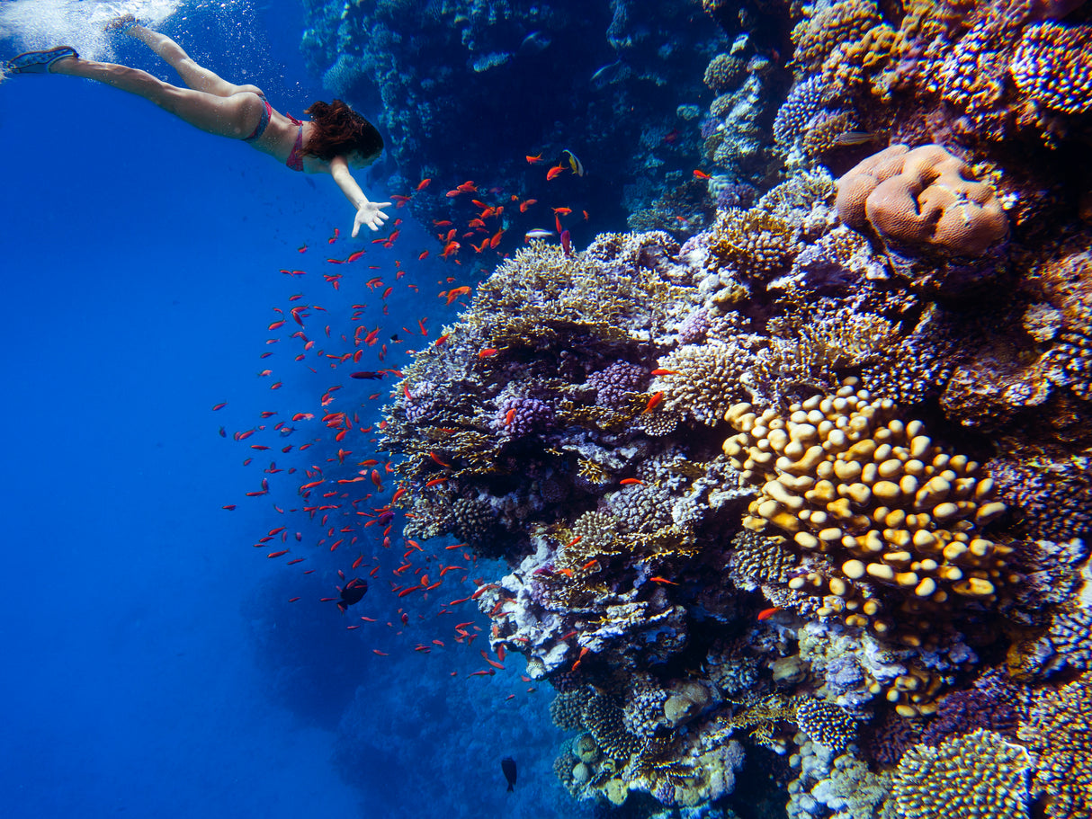 Deep sea coral dive Poster och Canvastavla